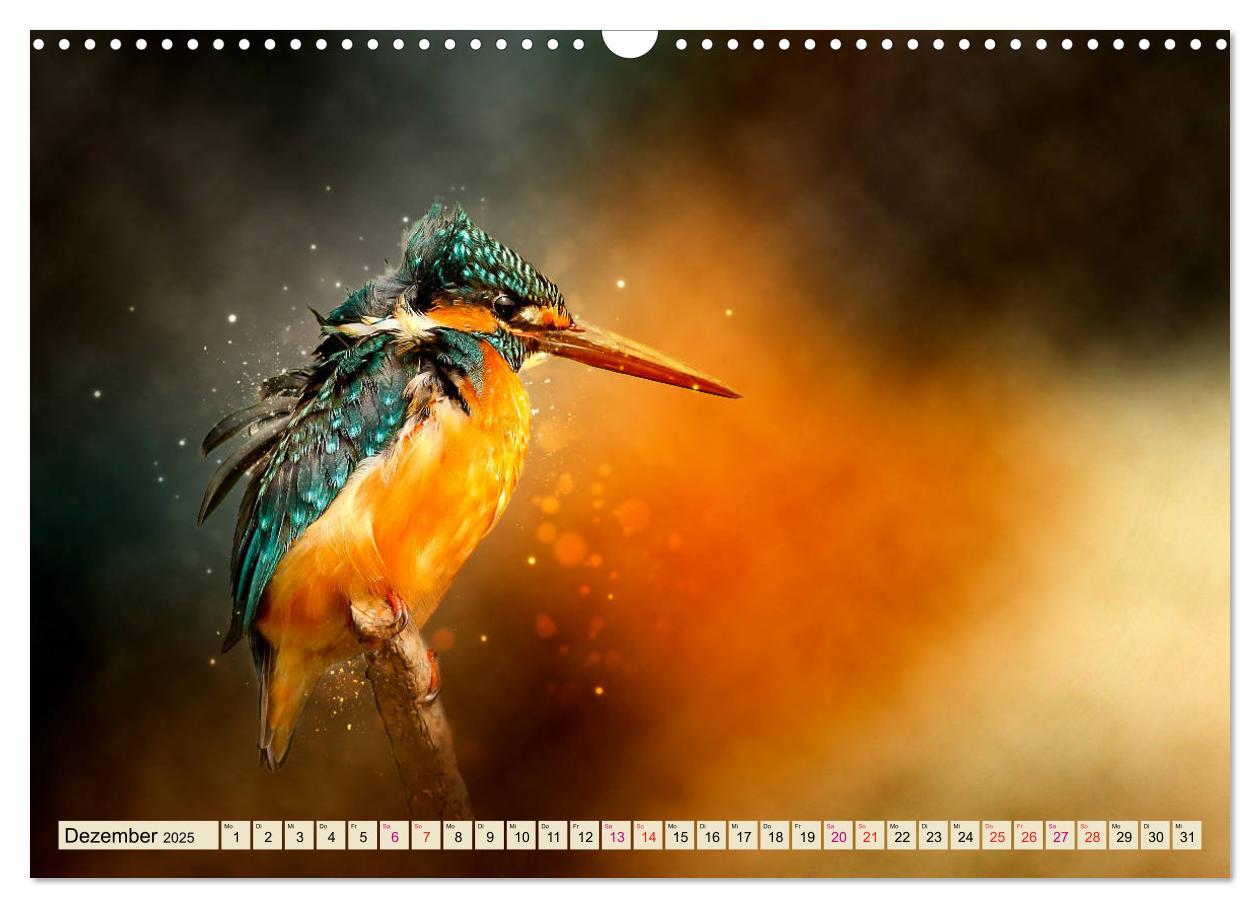 Bild: 9783435333684 | Wunderschöner Eisvogel (Wandkalender 2025 DIN A3 quer), CALVENDO...