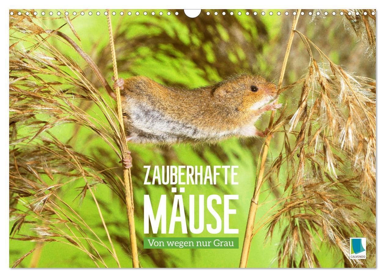 Cover: 9783383684821 | Zauberhafte Mäuse: Von wegen nur Grau (Wandkalender 2024 DIN A3...