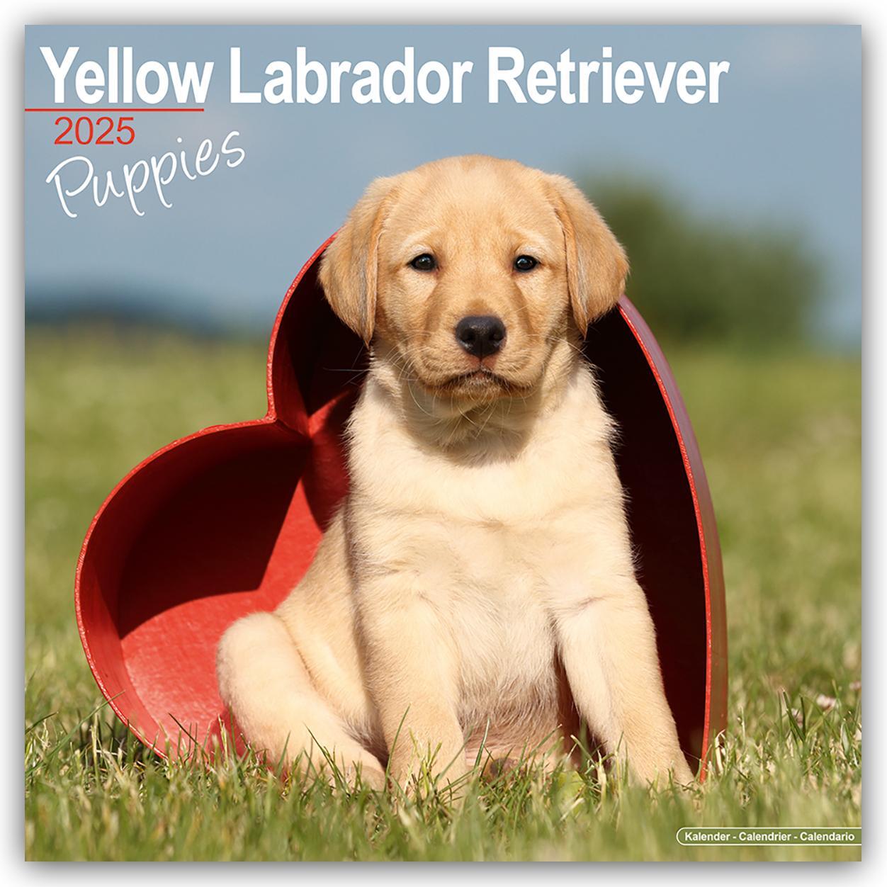 Cover: 9781804604083 | Yellow Labrador Retriever Puppies - Weiße Labradorwelpen 2025 | Ltd