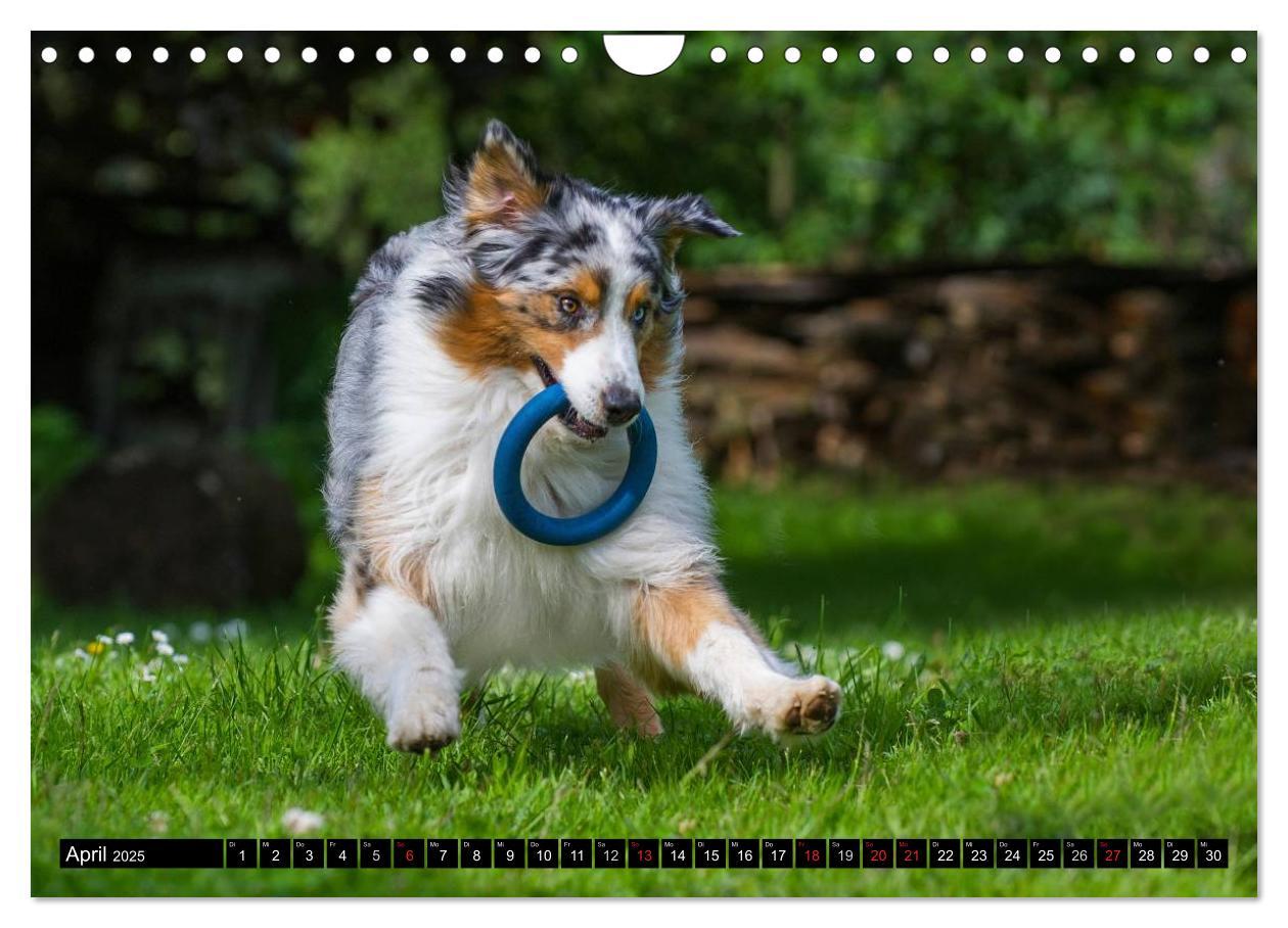 Bild: 9783435571451 | Bekannt wie ein bunter Hund. Australian Shepherd (Wandkalender 2025...