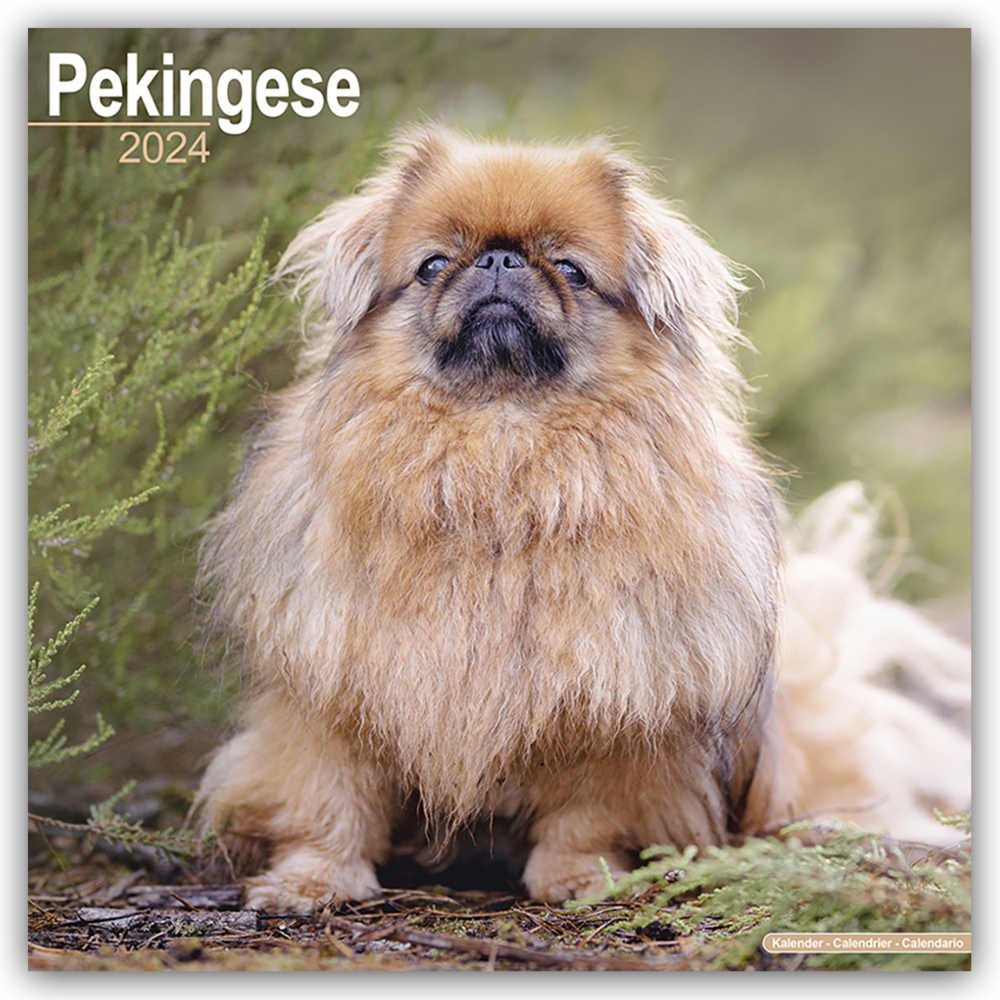 Cover: 9781804600771 | Pekingese - Pekinesen 2024 - 16-Monatskalender | Ltd | Kalender | 2024