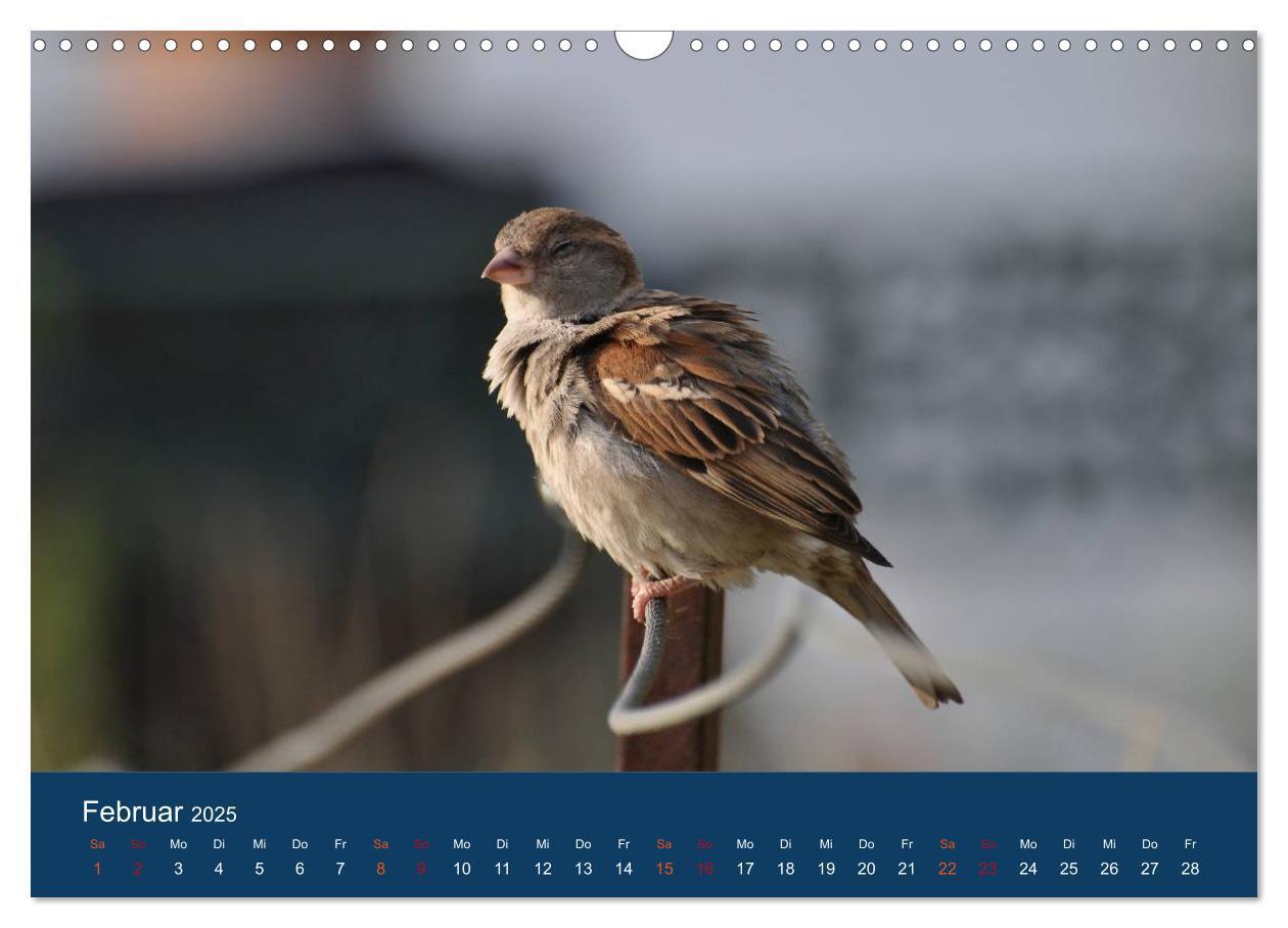 Bild: 9783435788934 | Spatzen-Kalender (Wandkalender 2025 DIN A3 quer), CALVENDO...