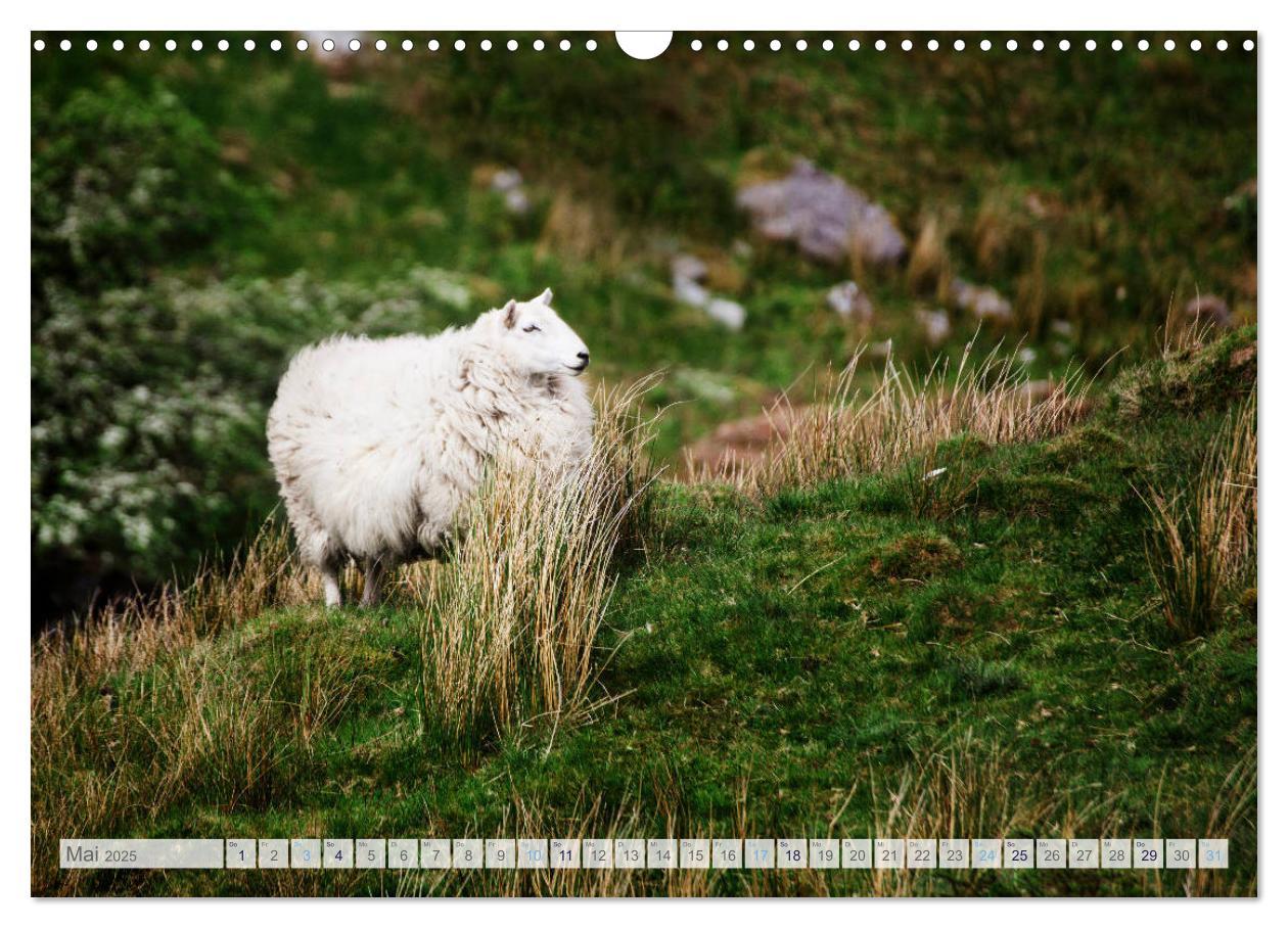 Bild: 9783435185009 | Schafe - Raues Wetter, weiche Wolle (Wandkalender 2025 DIN A3...