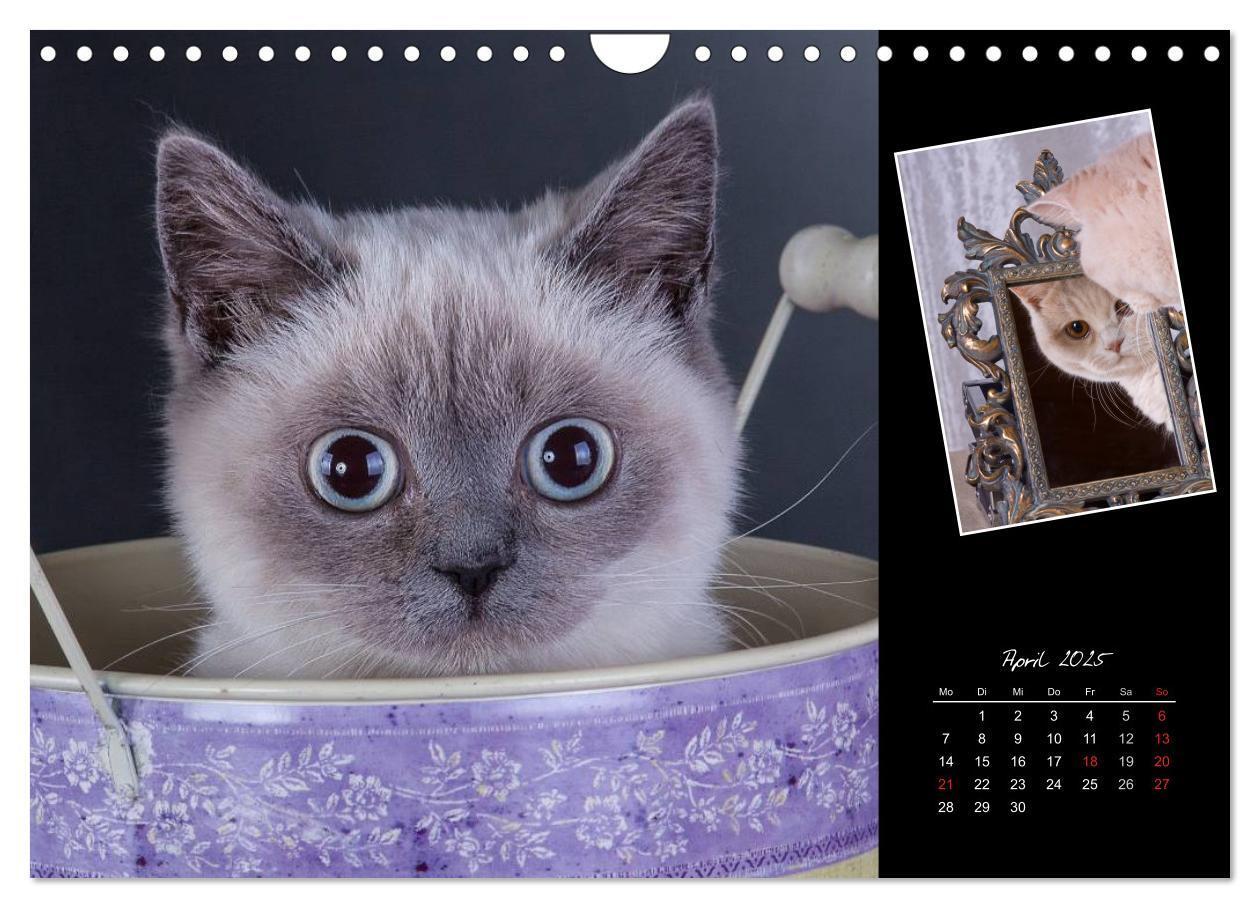 Bild: 9783435773404 | Britisch Kurzhaar Katzen (Wandkalender 2025 DIN A4 quer), CALVENDO...