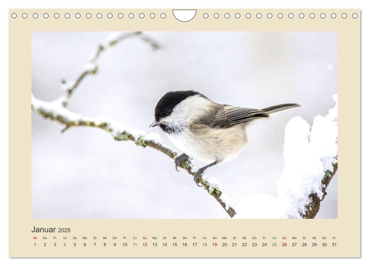 Bild: 9783435011278 | Tiere im Wald. Bezaubernde Begegnungen (Wandkalender 2025 DIN A4...