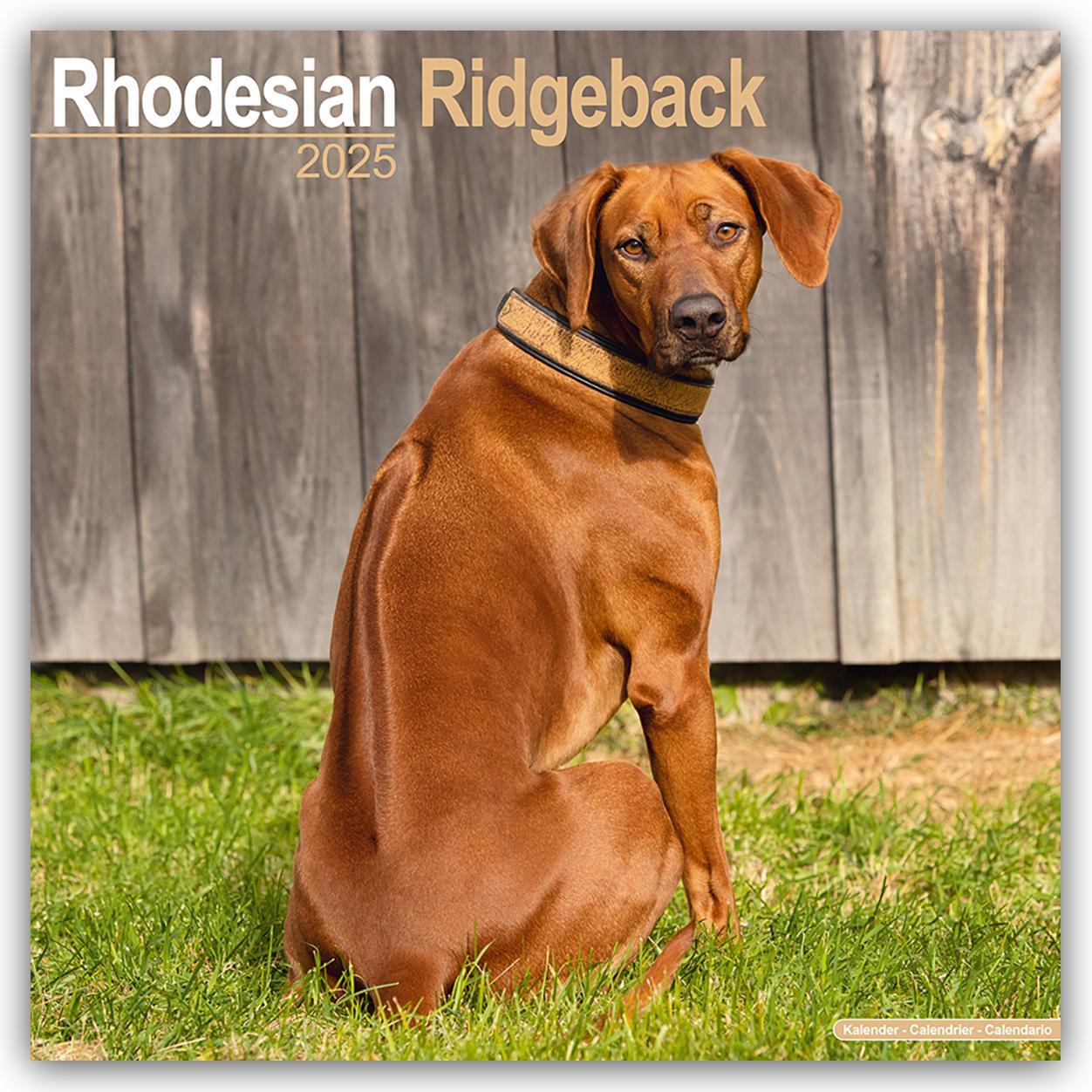 Cover: 9781804603802 | Rhodesian Ridgeback - Afrikanischer Löwenhund 2025 - 16-Monatskalender