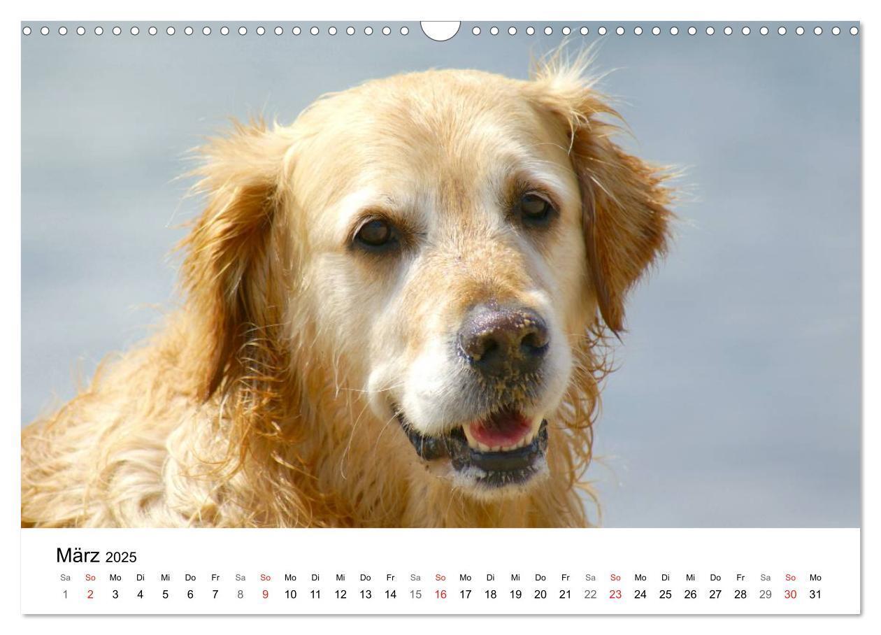 Bild: 9783435840663 | Golden Retriever Power (Wandkalender 2025 DIN A3 quer), CALVENDO...