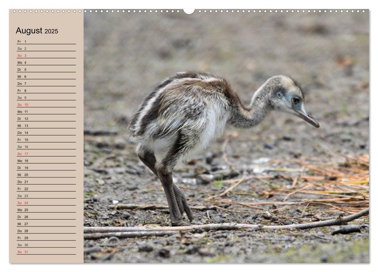 Bild: 9783435522859 | Vogel Strauß. Imposanter Riese und Läufer (Wandkalender 2025 DIN A2...