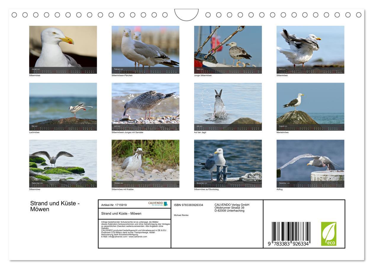 Bild: 9783383926334 | Strand und Küste - Möwen (Wandkalender 2025 DIN A4 quer), CALVENDO...