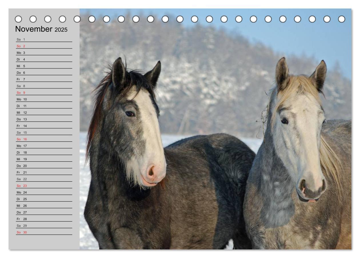 Bild: 9783435534067 | Das Shire Horse. Impressionen (Tischkalender 2025 DIN A5 quer),...