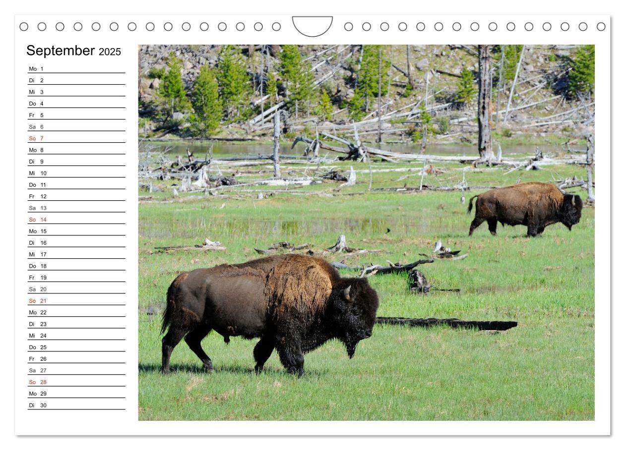 Bild: 9783435537174 | Der nordamerikanische Bison (Wandkalender 2025 DIN A4 quer),...