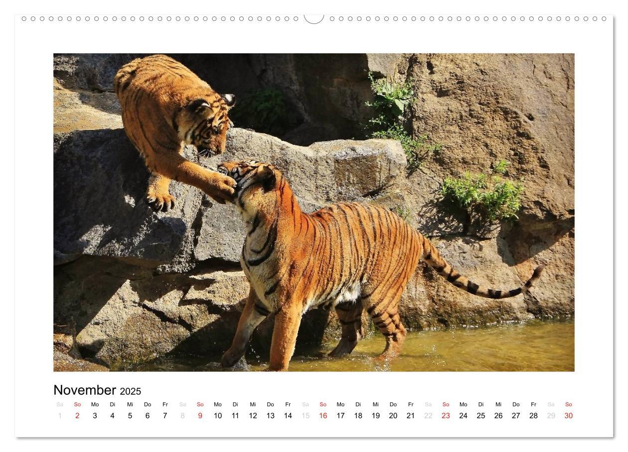 Bild: 9783435754298 | Tiger 2025 (Wandkalender 2025 DIN A2 quer), CALVENDO Monatskalender