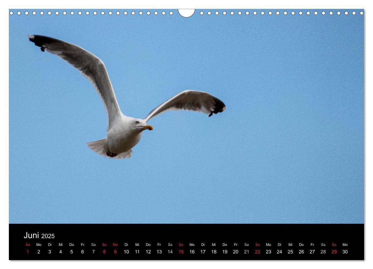 Bild: 9783435655380 | Spontane Fotografie - Möwen (Wandkalender 2025 DIN A3 quer),...