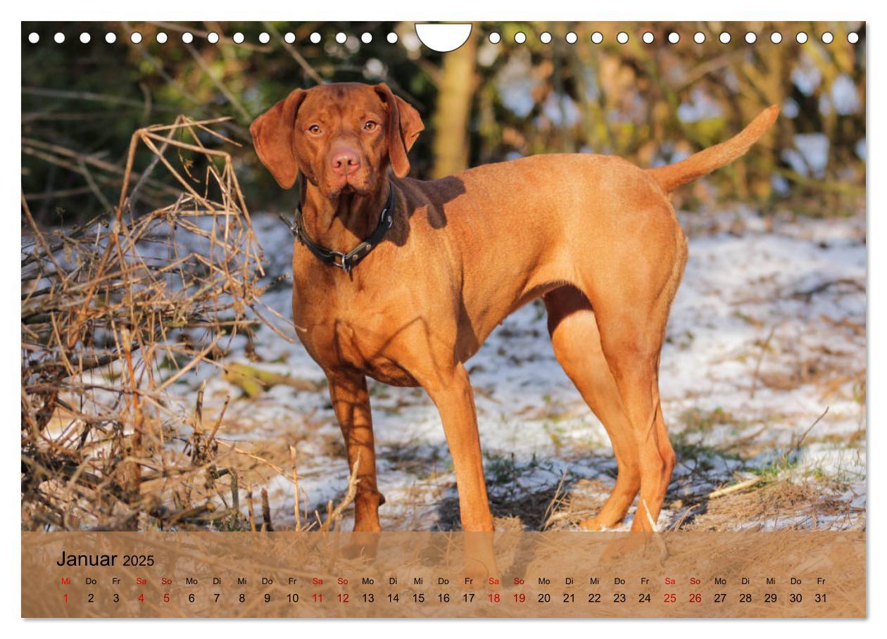 Bild: 9783435307920 | Magyar Vizsla - Ungarischer Vorstehhund (Wandkalender 2025 DIN A4...