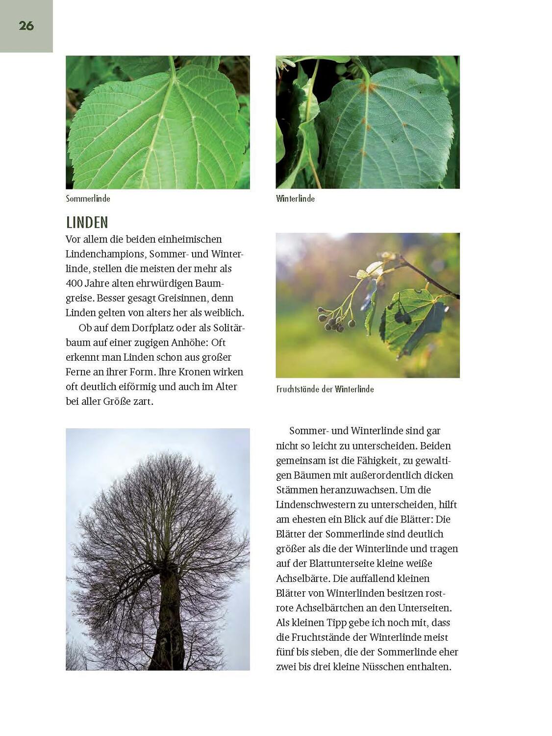 Bild: 9783892515418 | Faszinierende Bäume in Oberbayern | Jürgen Schuller | Buch | 208 S.