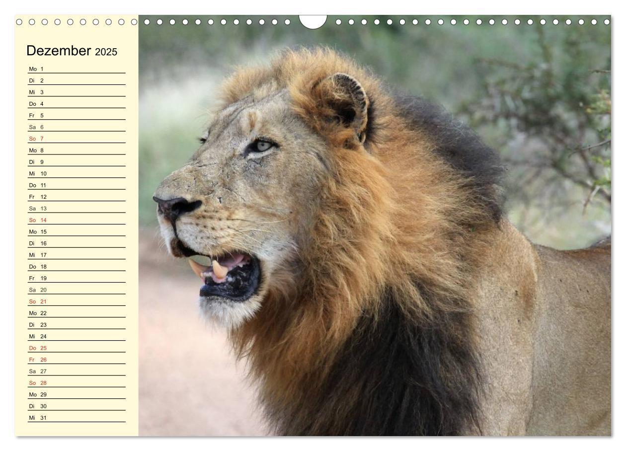 Bild: 9783435493722 | Afrika. Tiere in freier Wildbahn (Wandkalender 2025 DIN A3 quer),...