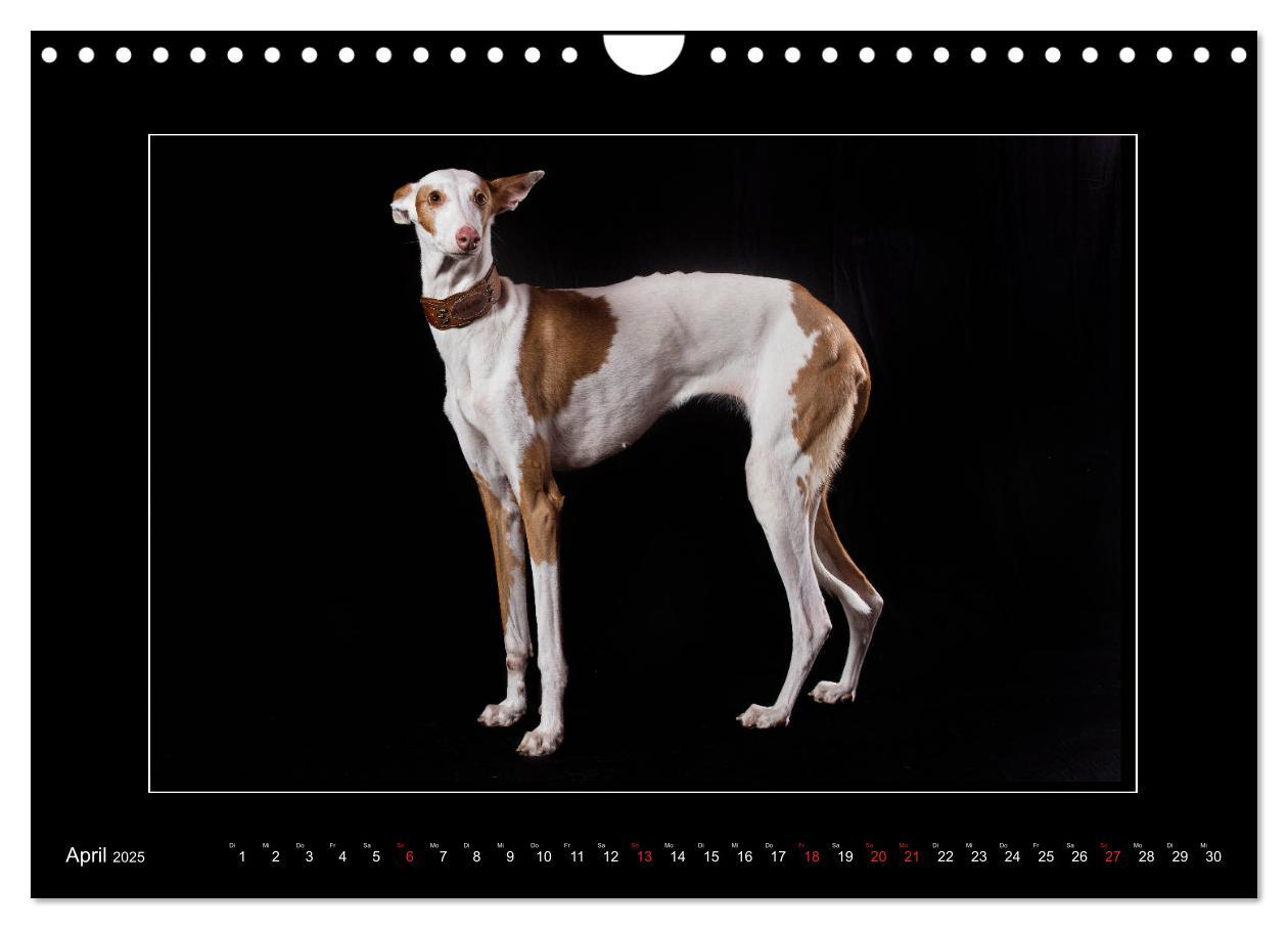 Bild: 9783435177707 | Windhunde - Schnelle Schönheiten (Wandkalender 2025 DIN A4 quer),...