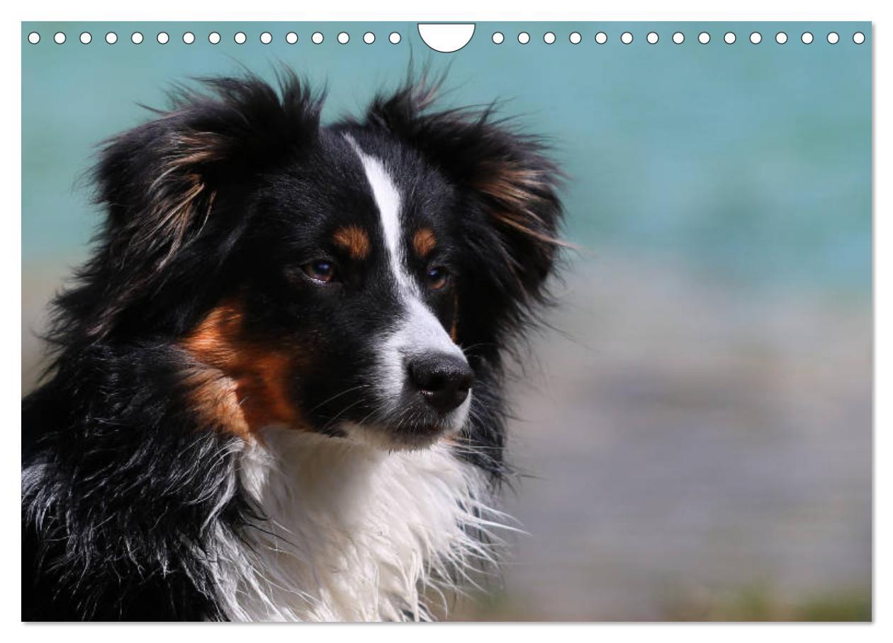 Bild: 9783435187249 | Australian Shepherd Tri Color (Wandkalender 2025 DIN A4 quer),...