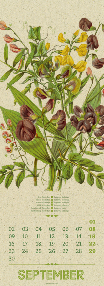 Bild: 9783838424293 | Wildwuchs - Botanische Illustrationen - Graspapier-Kalender 2024