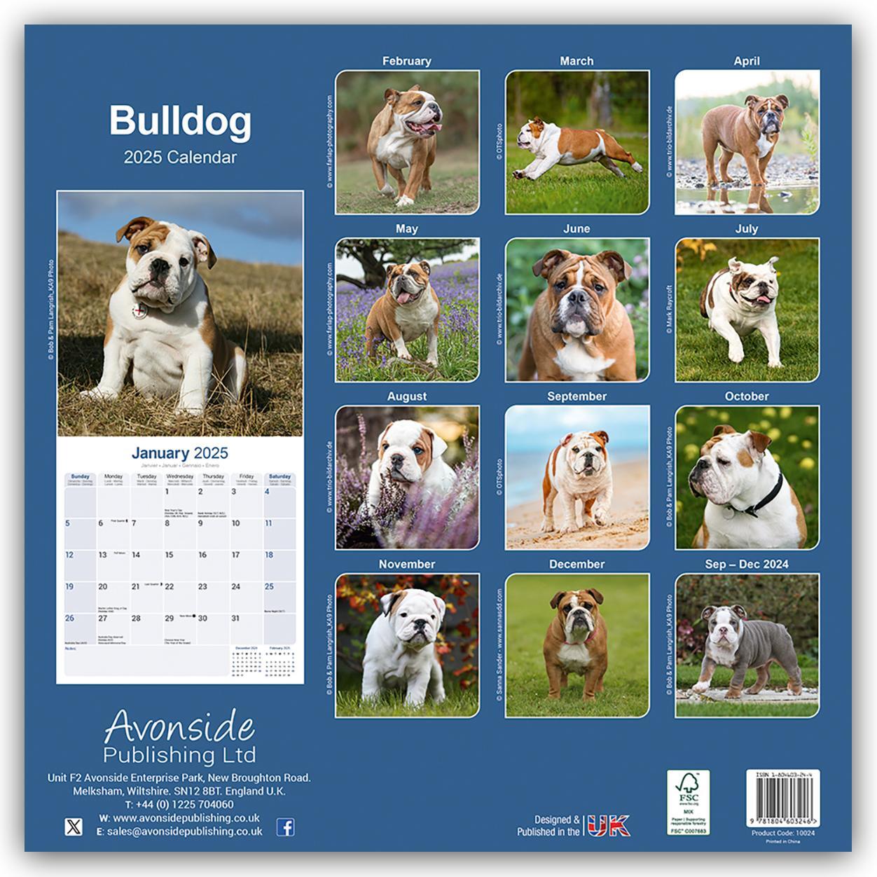 Rückseite: 9781804603246 | Bulldog - Bulldoggen 2025 - 16-Monatskalender | Ltd | Kalender | 13 S.