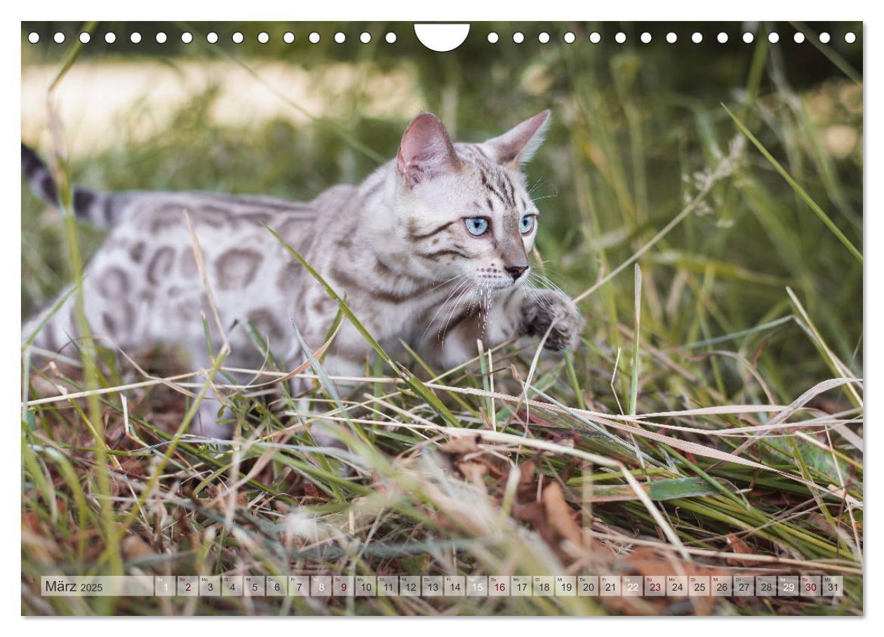 Bild: 9783435178889 | Wildes Wohnzimmer - Die Bengalkatze (Wandkalender 2025 DIN A4...