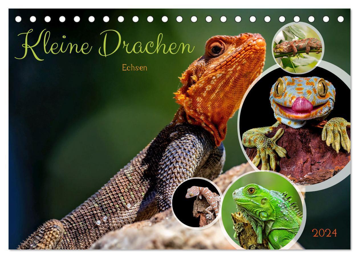 Cover: 9783383677939 | Kleine Drachen - Echsen (Tischkalender 2024 DIN A5 quer), CALVENDO...