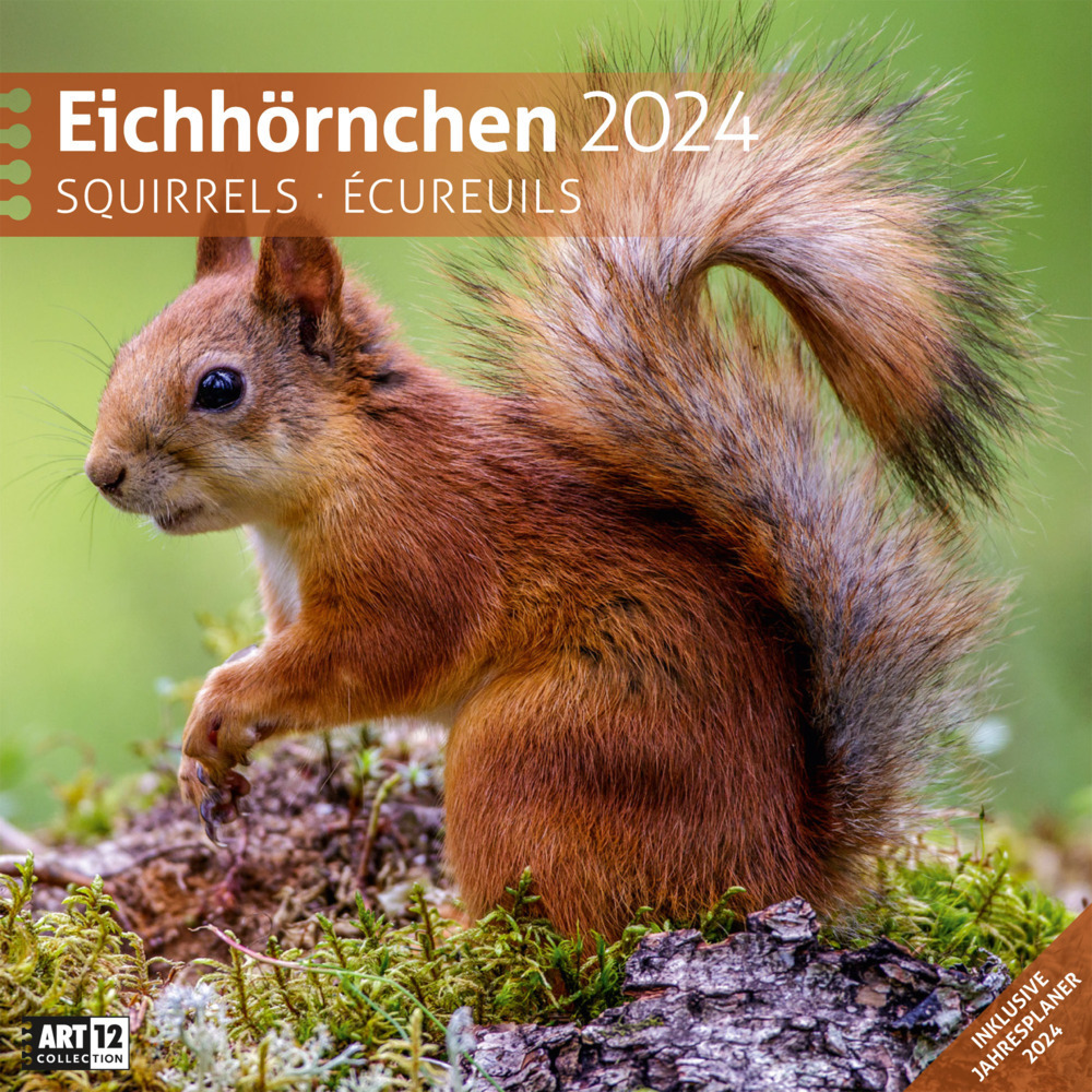 Cover: 9783838444314 | Eichhörnchen Kalender 2024 - 30x30 | Ackermann Kunstverlag | Kalender