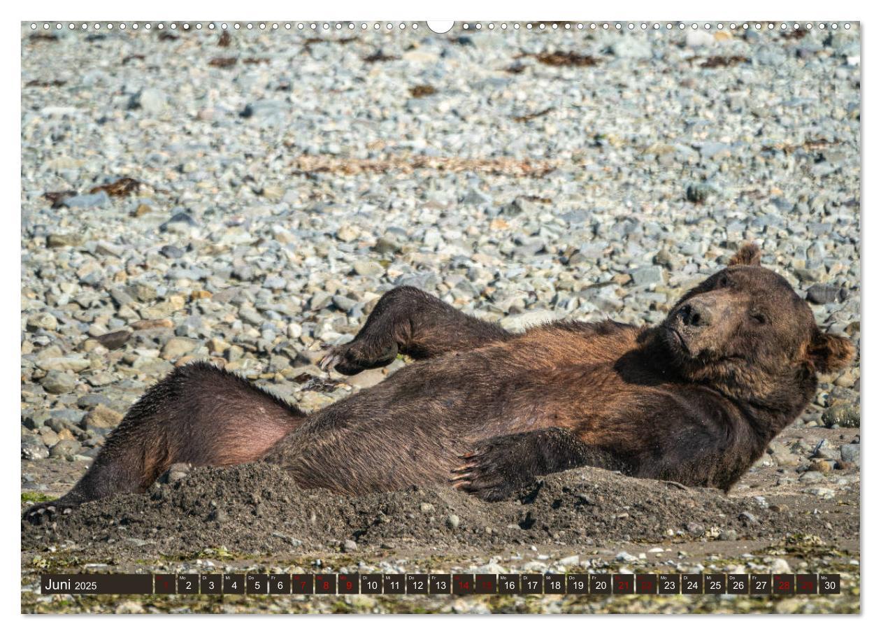 Bild: 9783435187218 | Grizzlybären im Katmai Nationalpark Alaska (Wandkalender 2025 DIN...