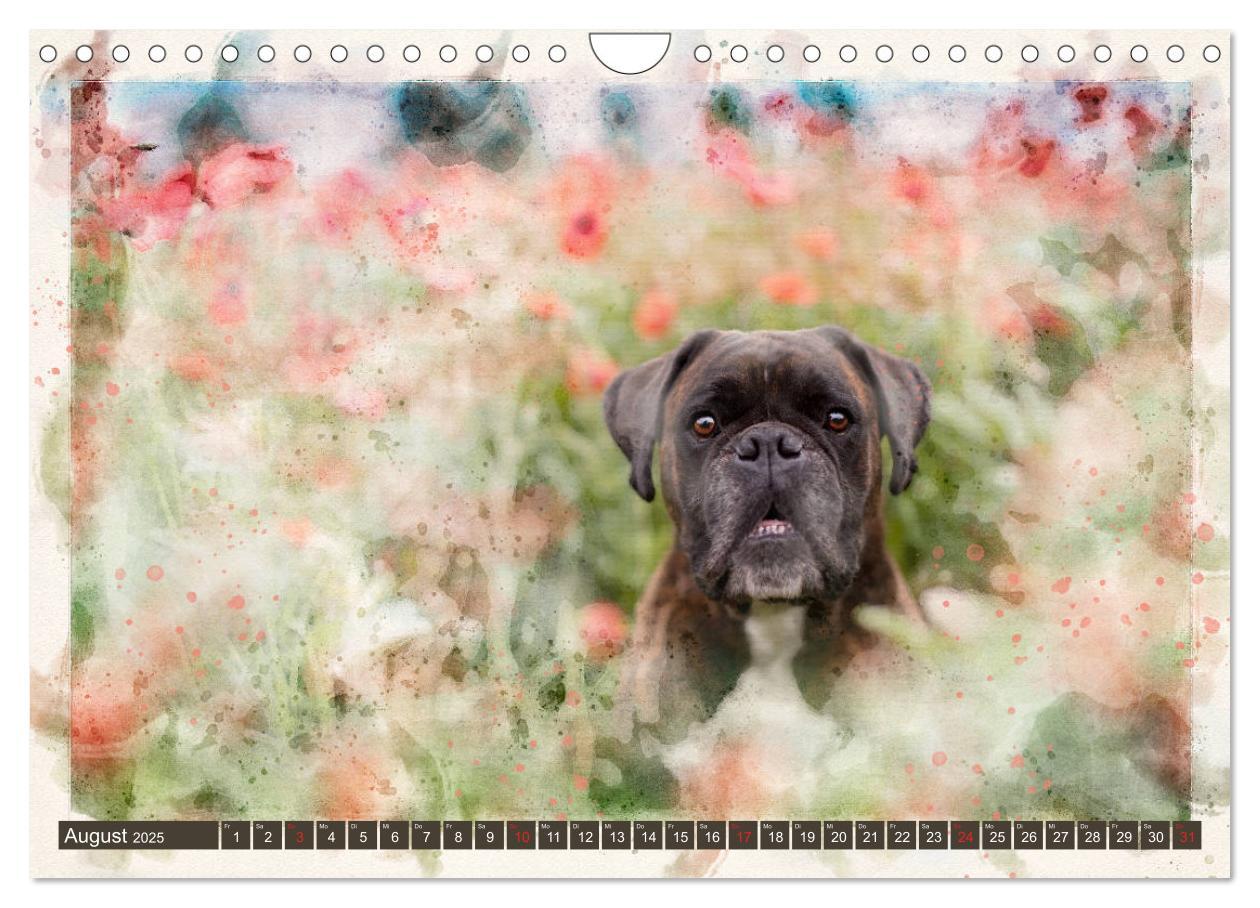 Bild: 9783435134700 | Boxer Photo&amp;Kunst (Wandkalender 2025 DIN A4 quer), CALVENDO...