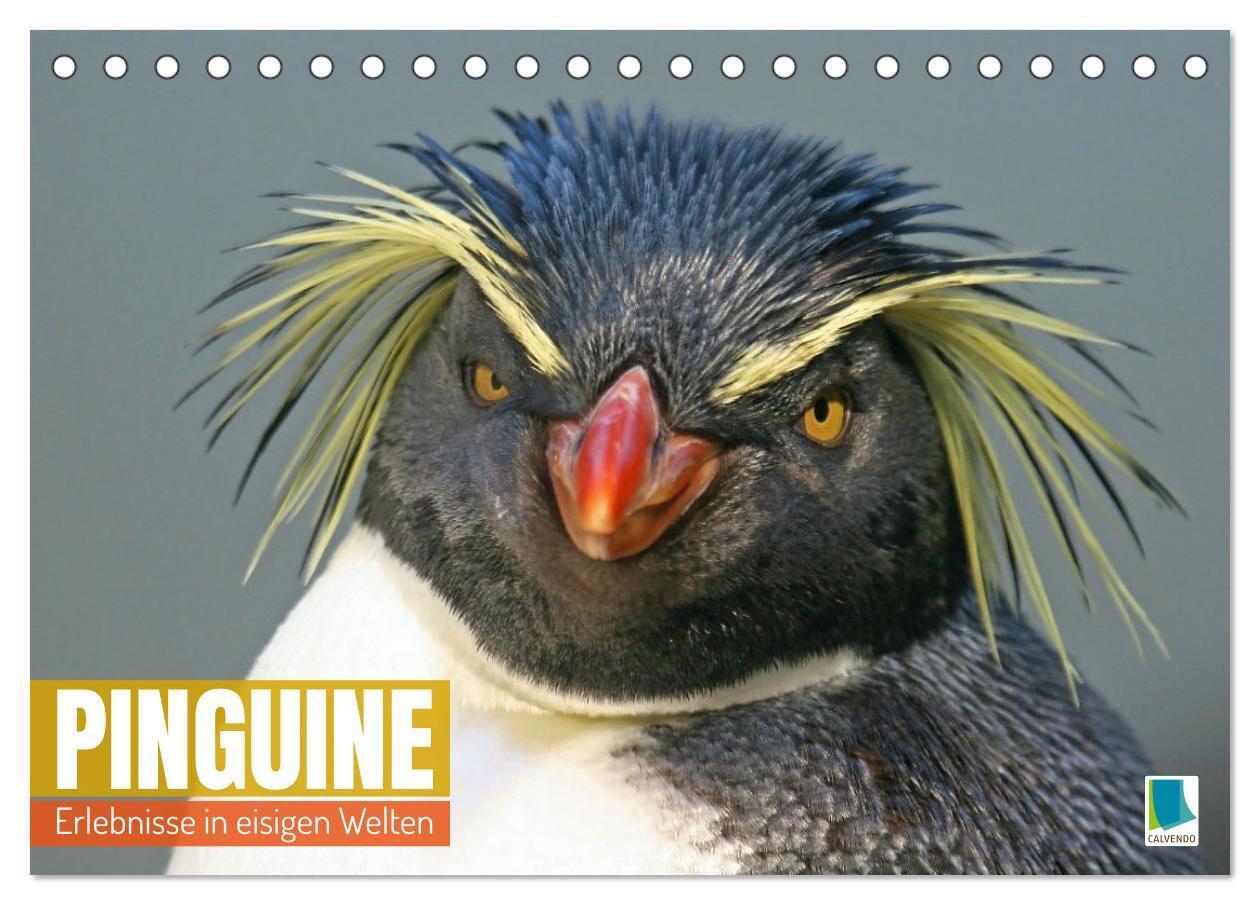 Cover: 9783383346552 | Pinguine: Erlebnisse in eisigen Welten (Tischkalender 2024 DIN A5...