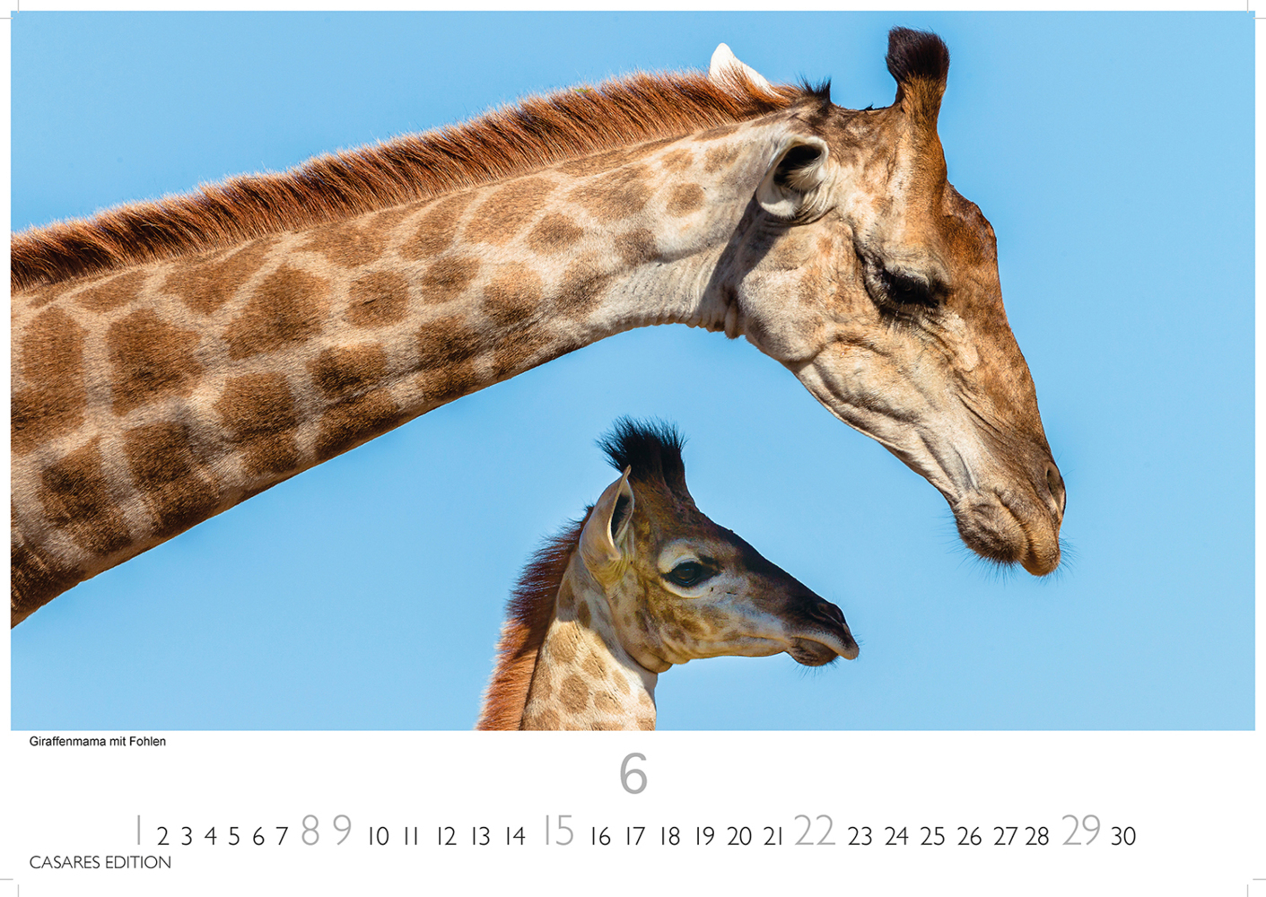 Bild: 9781835240519 | African Wildlife 2025 S 24x35 cm | Kalender | 14 S. | Deutsch | 2025