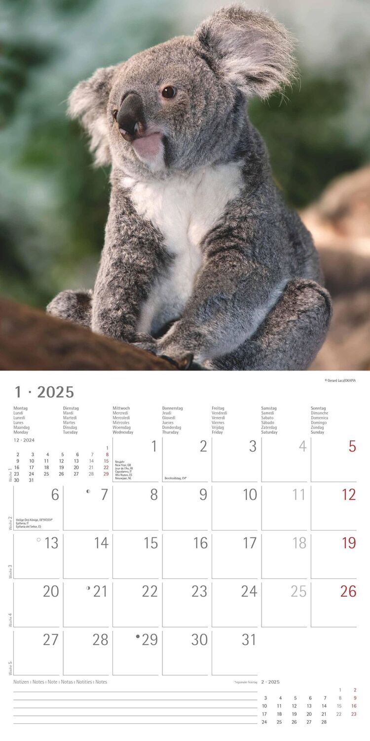 Bild: 4251732340759 | Koalas 2025 - Broschürenkalender 30x30 cm (30x60 geöffnet) -...