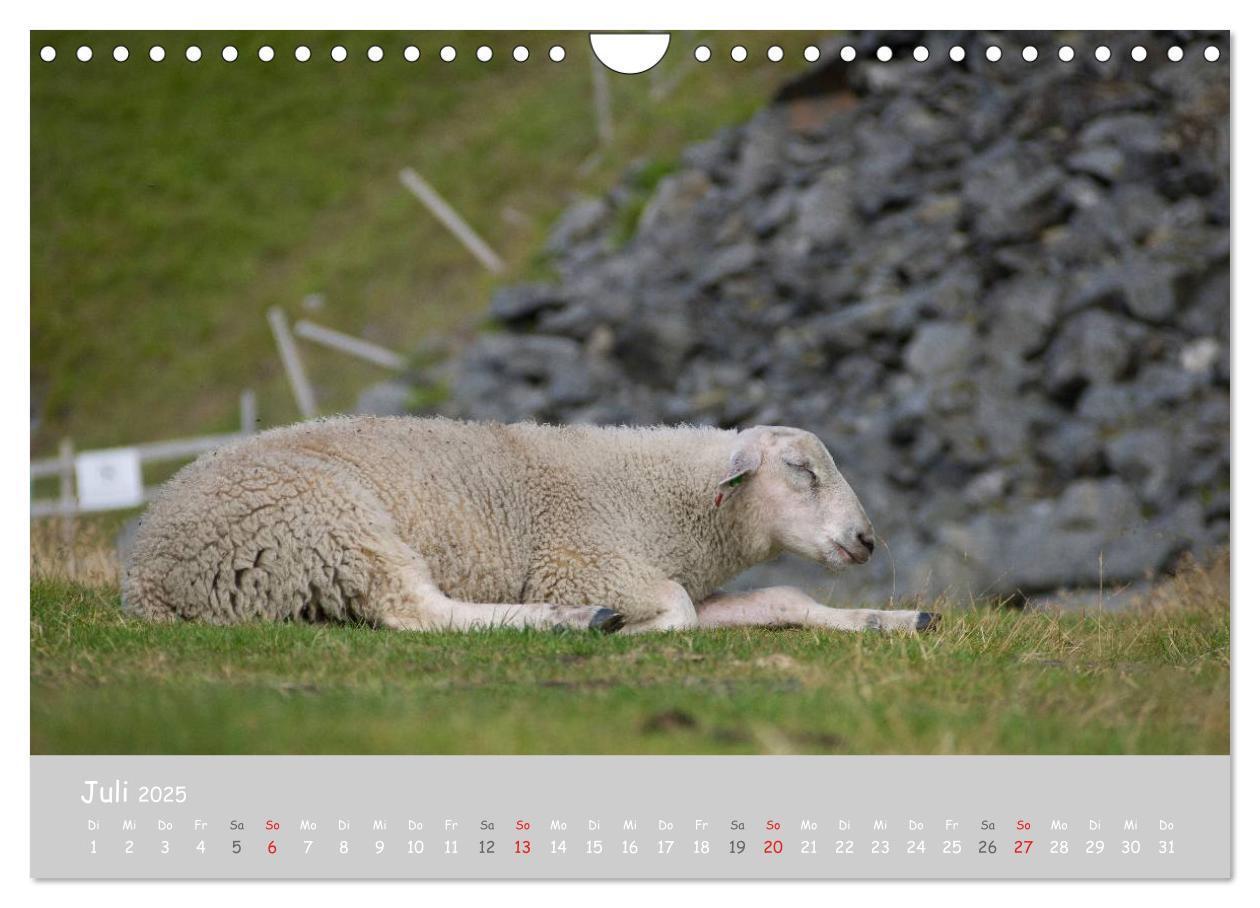 Bild: 9783435524099 | Ganz schön Schaf (Wandkalender 2025 DIN A4 quer), CALVENDO...