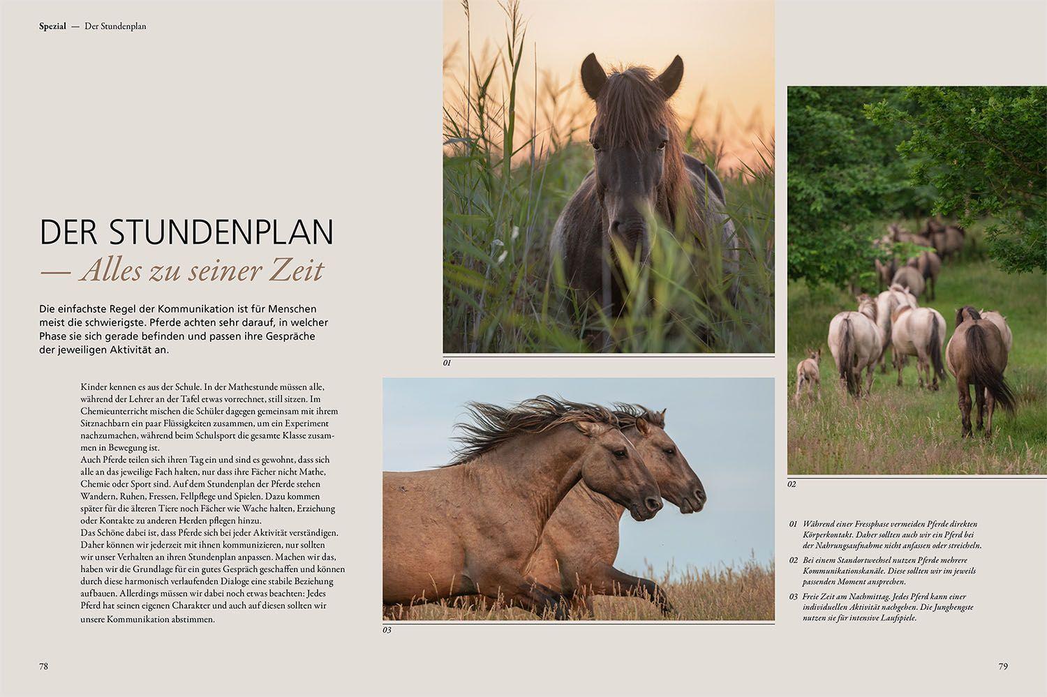 Bild: 9783440172940 | Im Gespräch mit wilden Pferden | Marc Lubetzki | Buch | 176 S. | 2022