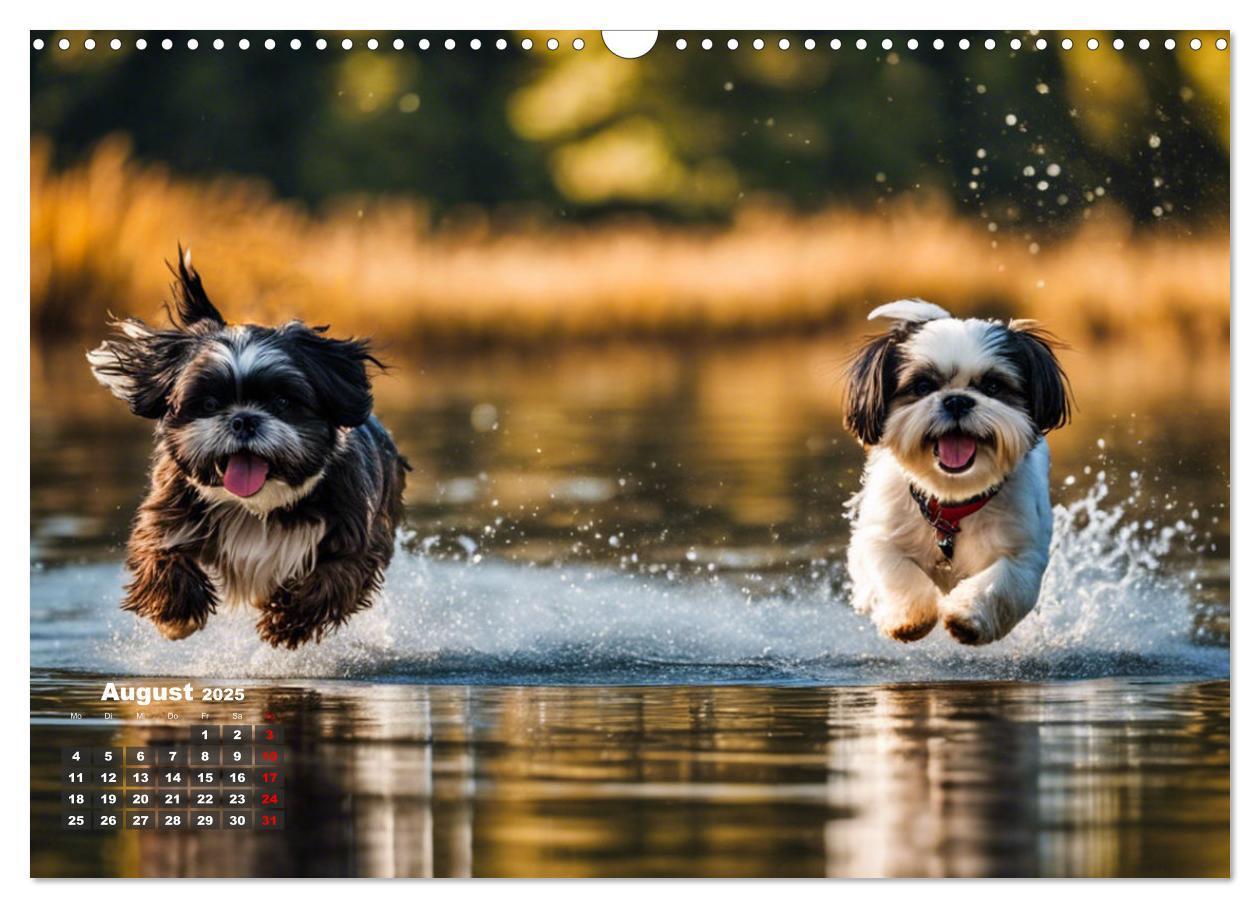 Bild: 9783435646555 | Shih Tzu - der wuschelige Hund aus Tibet (Wandkalender 2025 DIN A3...