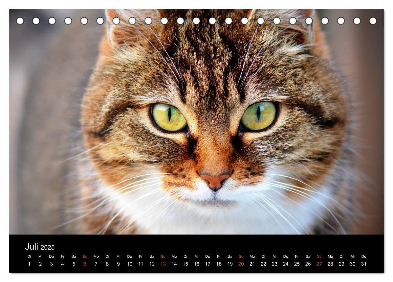 Bild: 9783435519729 | Haustiger - Ein Katzenkalender (Tischkalender 2025 DIN A5 quer),...