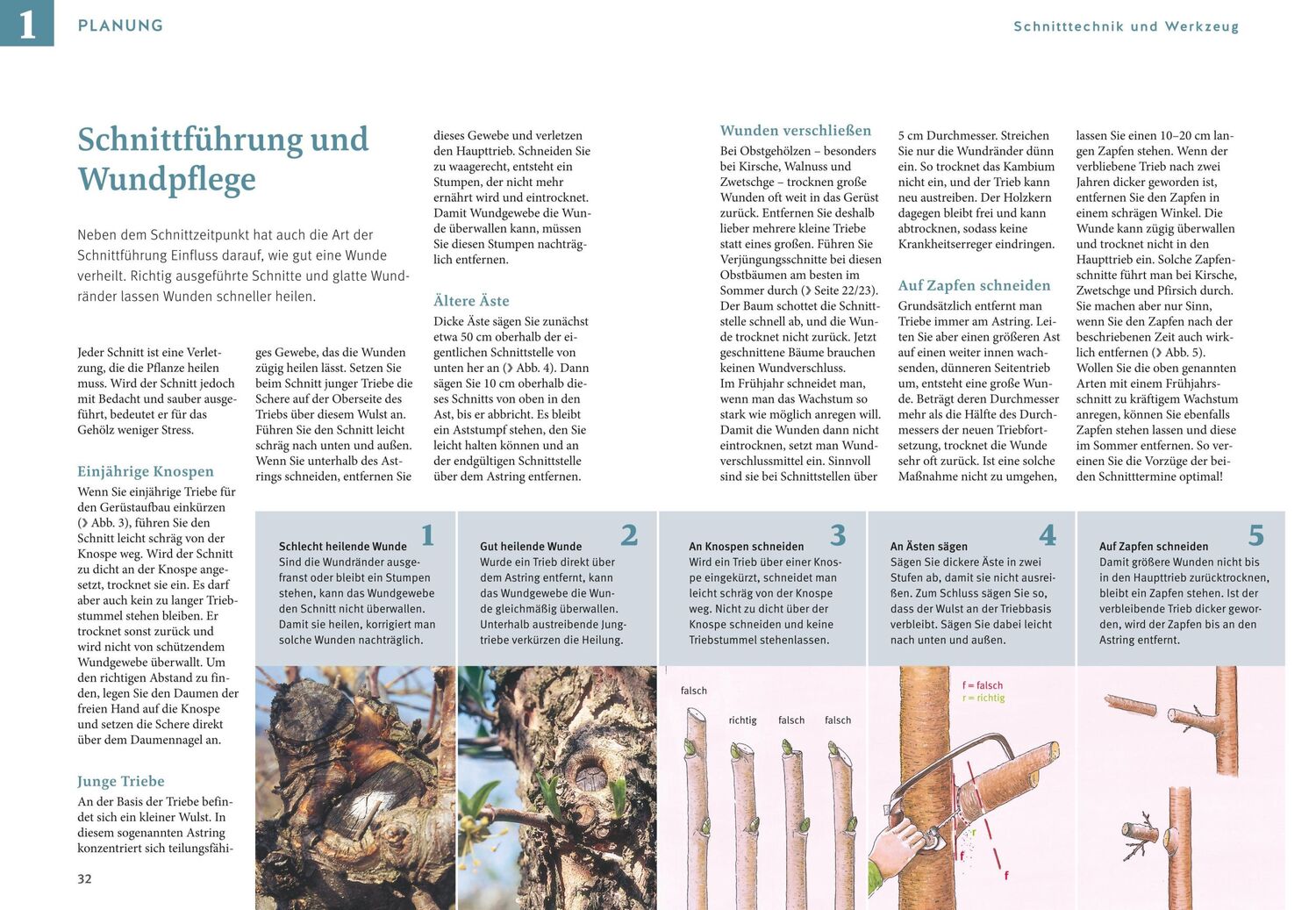 Bild: 9783833894954 | Obstgehölze schneiden | Schritt für Schritt zu reicher Ernte | Haas