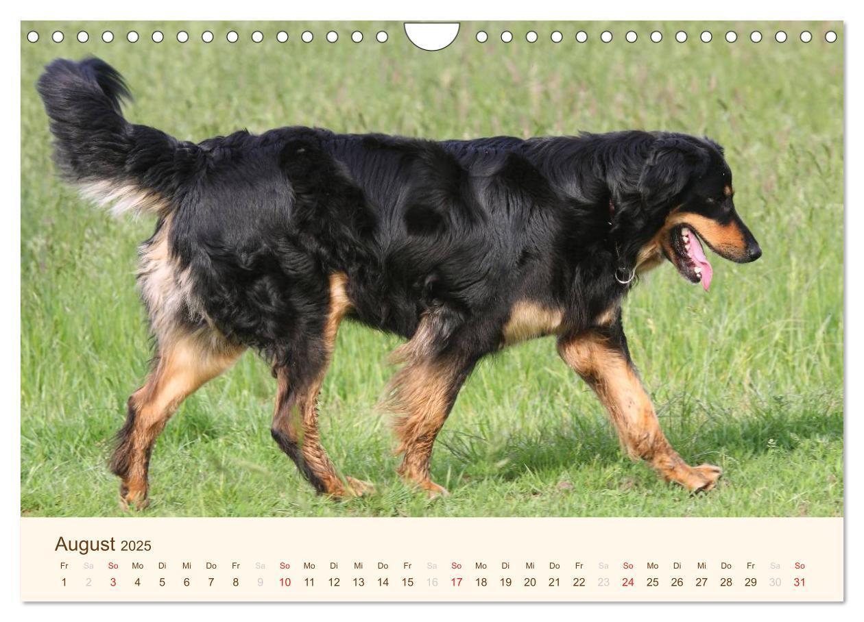 Bild: 9783435793068 | Hovawarte - einmal anders (Wandkalender 2025 DIN A4 quer), CALVENDO...