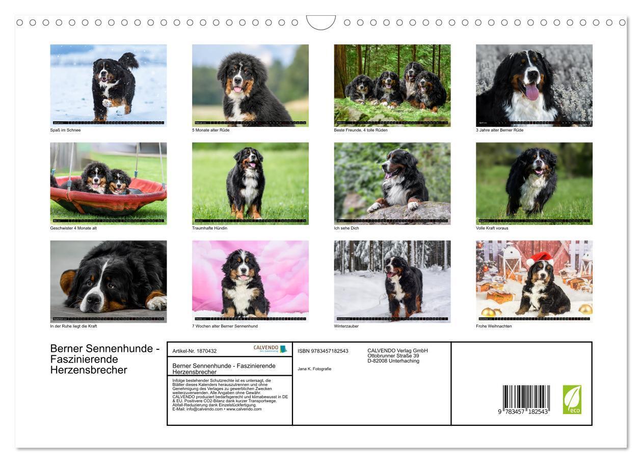 Bild: 9783457182543 | Berner Sennenhunde - Faszinierende Herzensbrecher (Wandkalender...