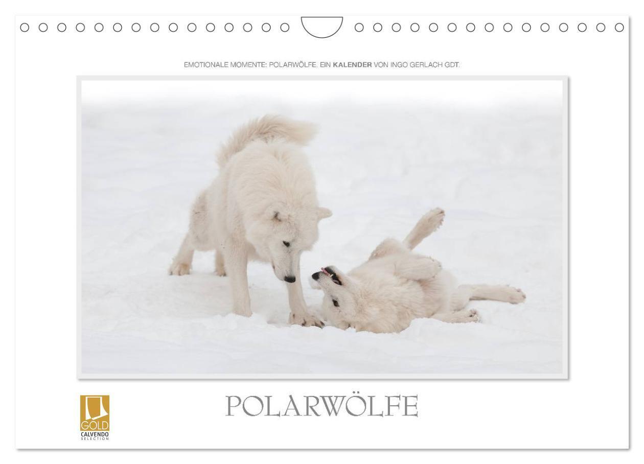 Cover: 9783383590405 | Emotionale Momente: Polarwölfe. (Wandkalender 2024 DIN A4 quer),...