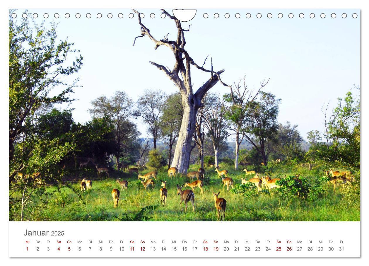 Bild: 9783435233694 | Safari / Afrika (Wandkalender 2025 DIN A4 quer), CALVENDO...