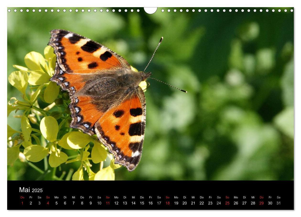 Bild: 9783435728855 | Heimische Schmetterlinge (Wandkalender 2025 DIN A3 quer), CALVENDO...