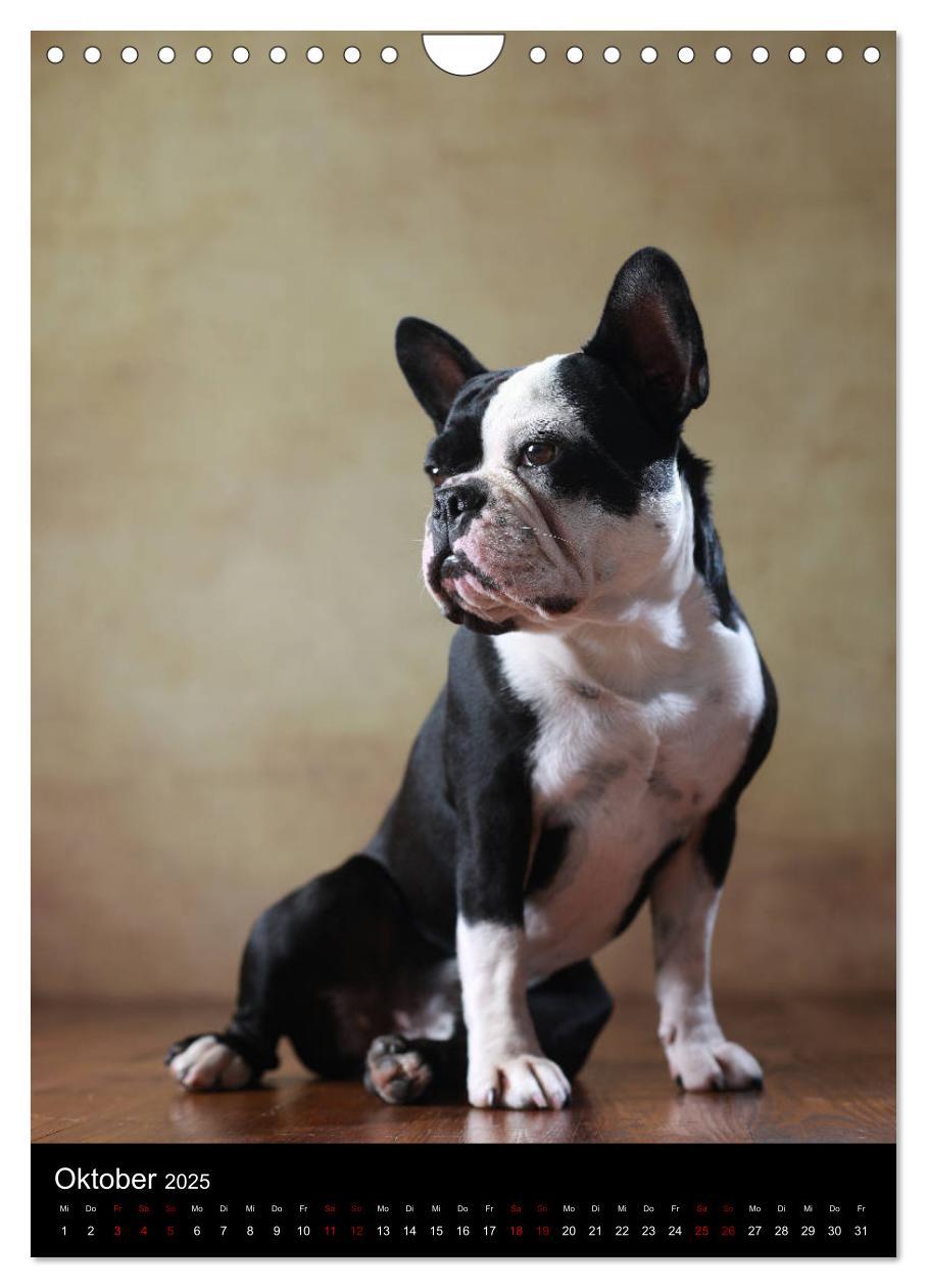 Bild: 9783457003756 | Bullys mit Charme - Französische Bulldoggen im Portrait...