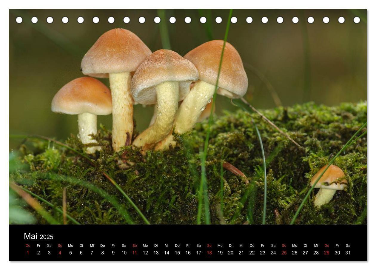 Bild: 9783435641314 | Pilze in Wald und Flur (Tischkalender 2025 DIN A5 quer), CALVENDO...