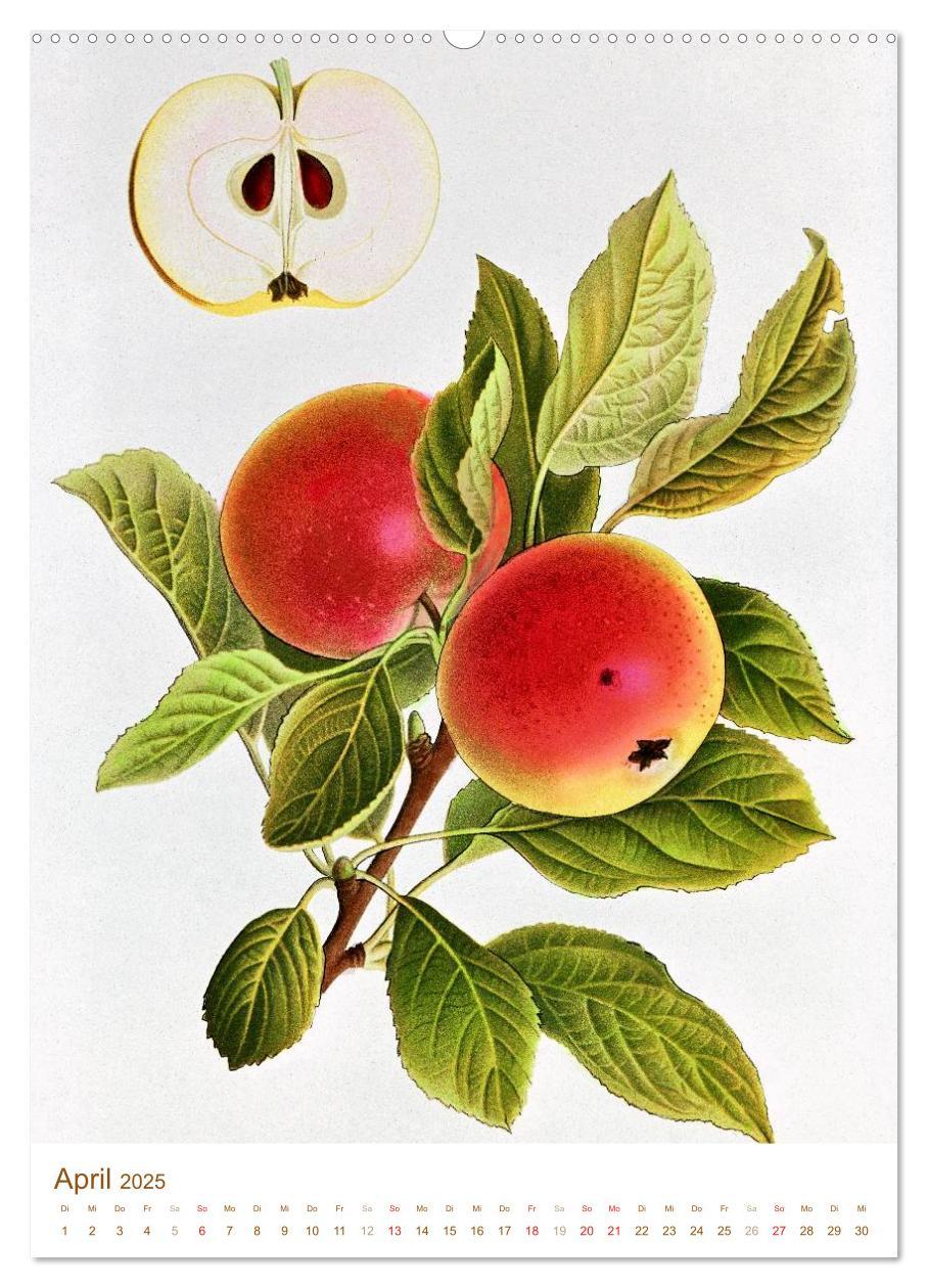 Bild: 9783457046029 | Obstbäume: Botanische Zeichnungen und historische Stiche...