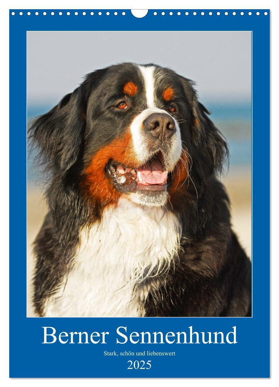 Cover: 9783435960651 | Berner Sennenhund - stark , schön und liebenswert (Wandkalender...