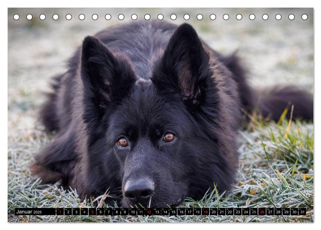 Bild: 9783435572564 | Schwarz ist schön! Der lackschwarze altdeutsche Schäferhund...