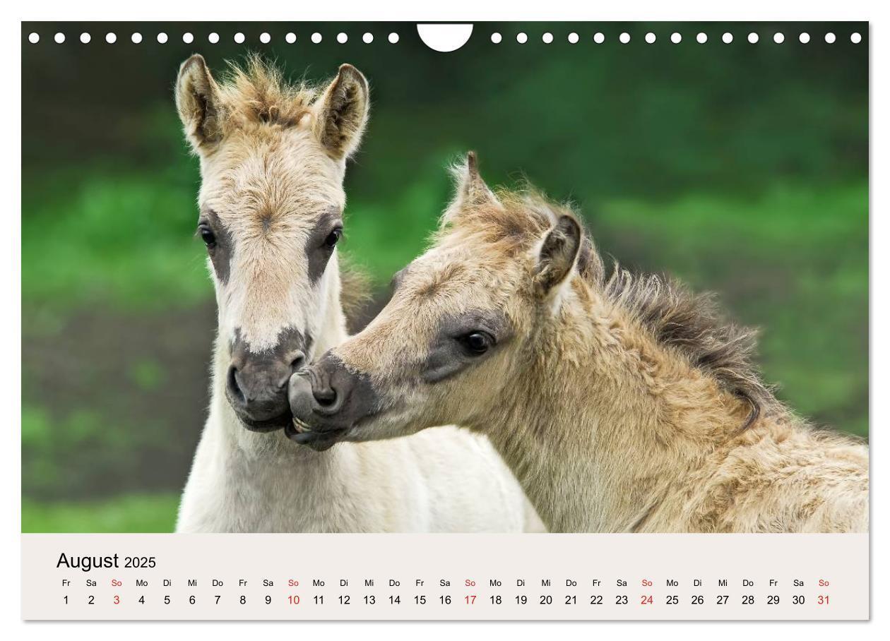 Bild: 9783435824762 | Dülmener Wildpferde (Wandkalender 2025 DIN A4 quer), CALVENDO...