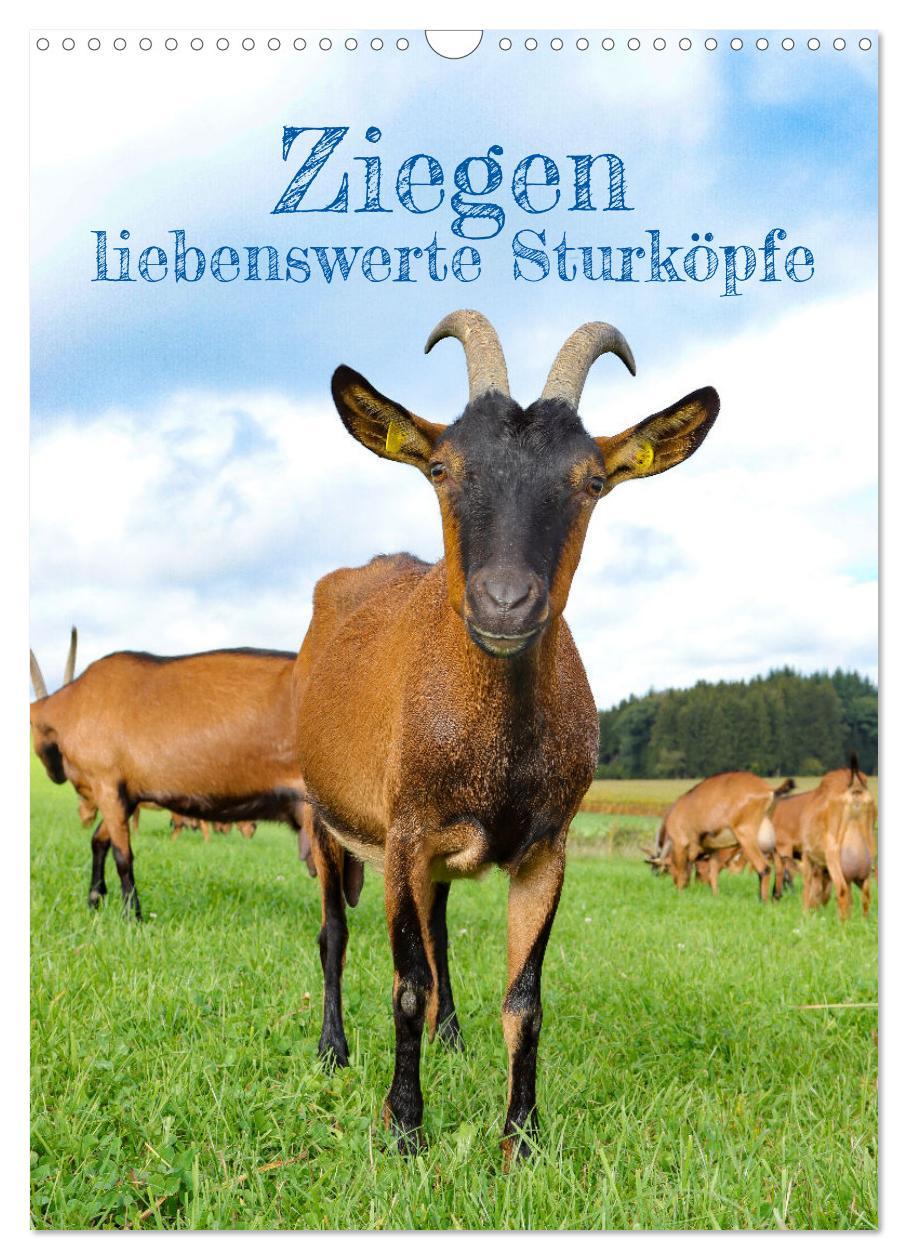 Cover: 9783435925018 | Ziegen - liebenswerte Sturköpfe (Wandkalender 2025 DIN A3 hoch),...