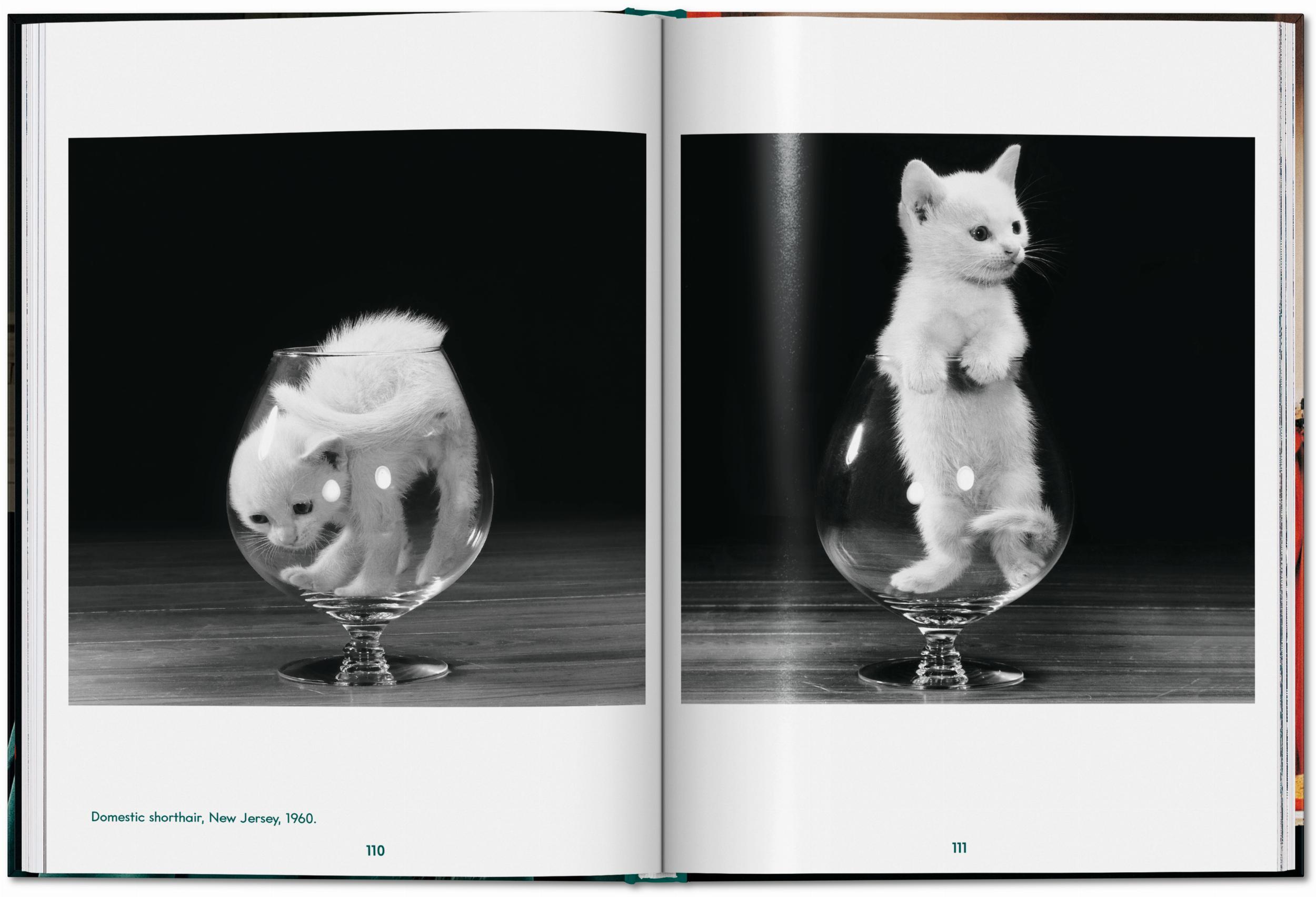 Bild: 9783836595315 | Walter Chandoha. Cats. Photographs 1942-2018 | Susan Michals | Buch